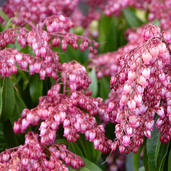 Pieris Japanese Katsura - 3c 15/18"