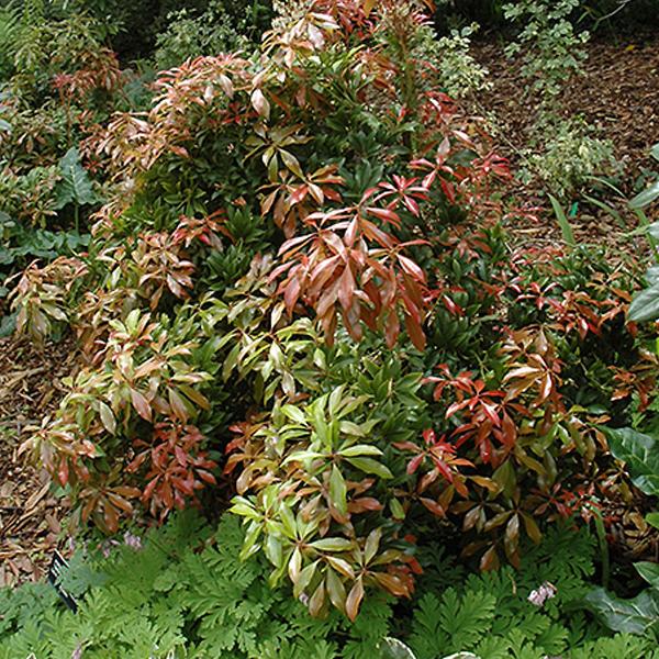 Pieris Japanese Mt. Fire - 3c