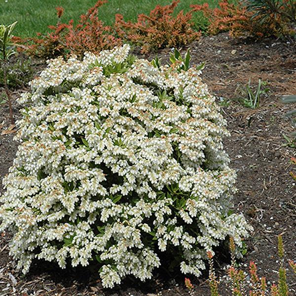 Pieris Japanese Prelude - 3c