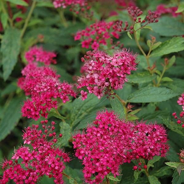 Spirea Japanese Neon - 3c