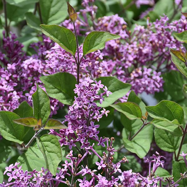 Lilac Bloomerang Dark Purple  - 3c