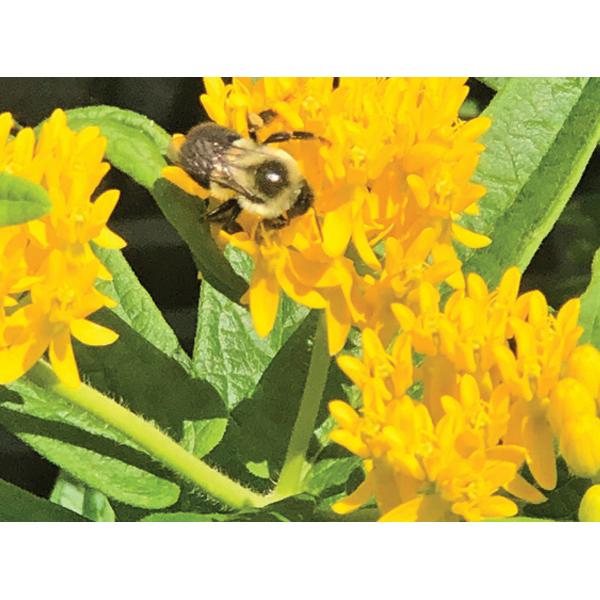 Asclepias Tuberosa - 1qt