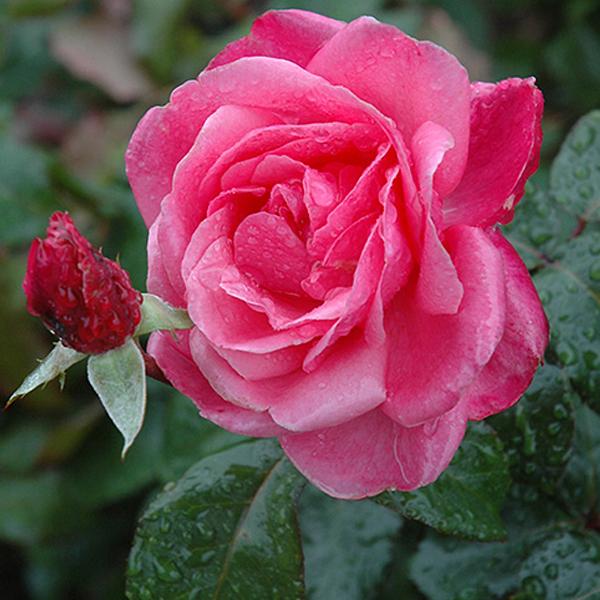 Roses Easy Elegant Pink - 2c