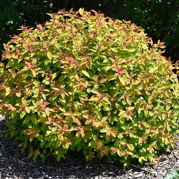 Spirea Double Play Candycorn - 3c