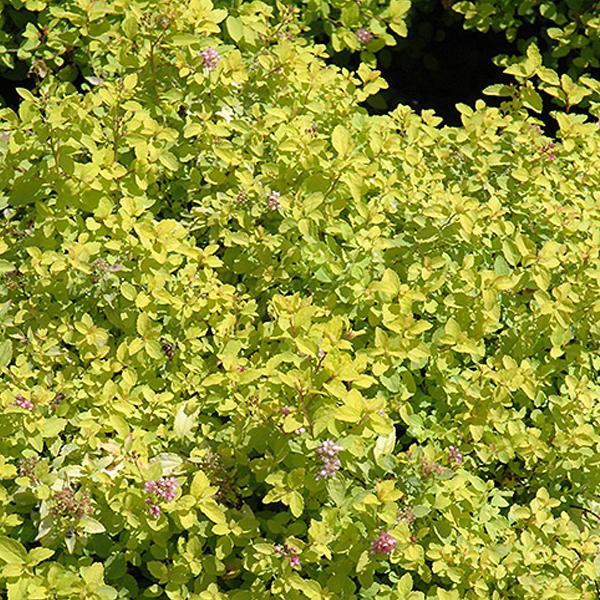 Departments - Spirea Japanese Golden Elf - 2c