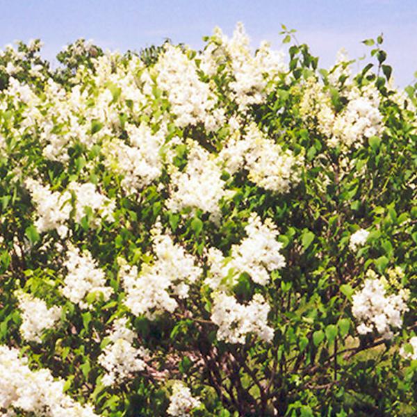 Lilac Mount Baker - 5c