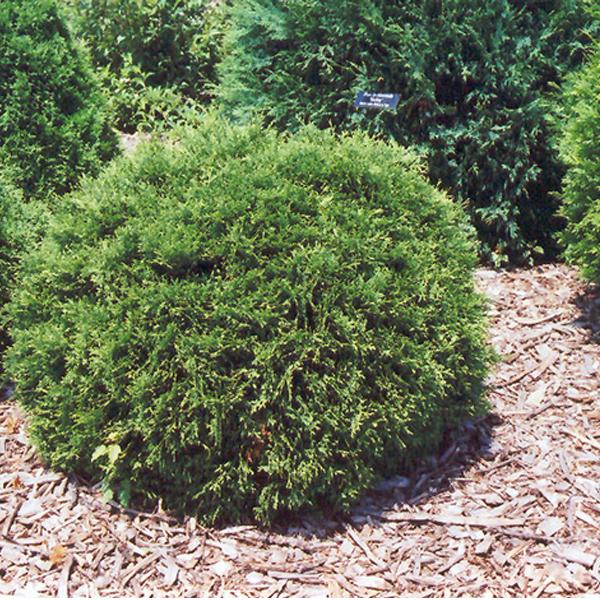 Arborvitae Thuja Occidentalis Hetz Midget - 3c