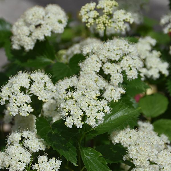 Viburnum Blue Muffin - 3c