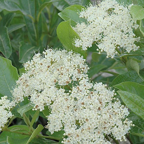 Viburnum Brandywine - 3c 18/24"