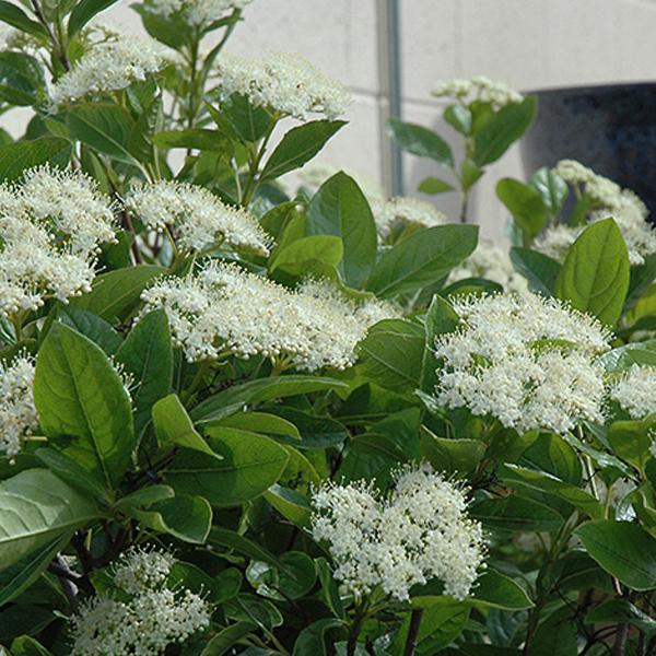 Viburnum Winterthur - 5c