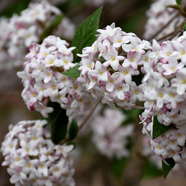 Viburnum Spicy Baby Koreanspice - 3c