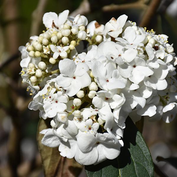 Viburnum Nantucket - 3c 18/24pt