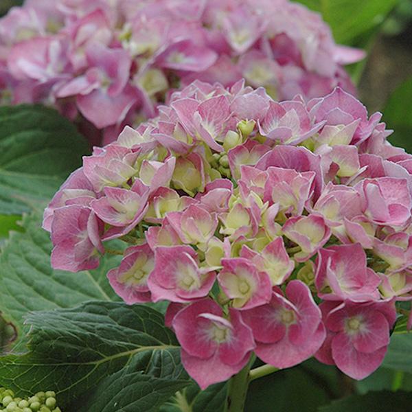 Hydrangea Forever Blue Heaven - 1c