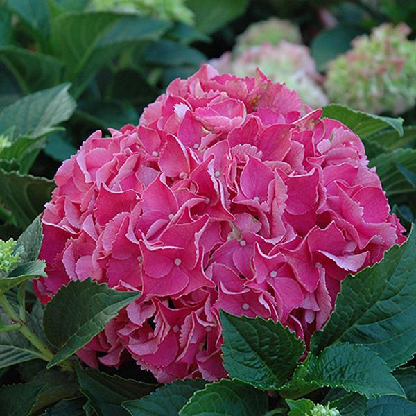 Hydrangea Forever Red - 1c