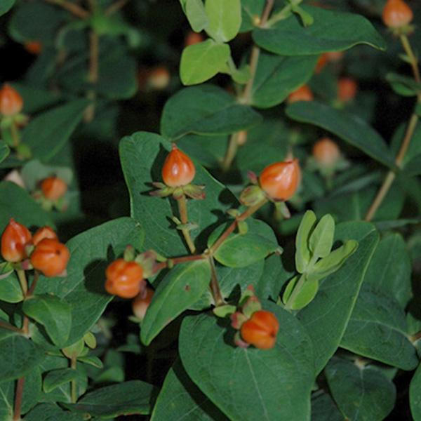 St. Johns Wort Pumpkin - 3c