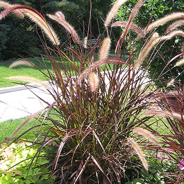 Fountain Grass - 1c