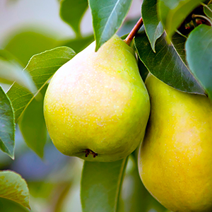 Fruit Trees