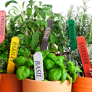 Herbs