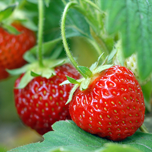 Small Fruits