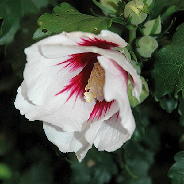 Hibiscus White Rose of Sharon - 3c