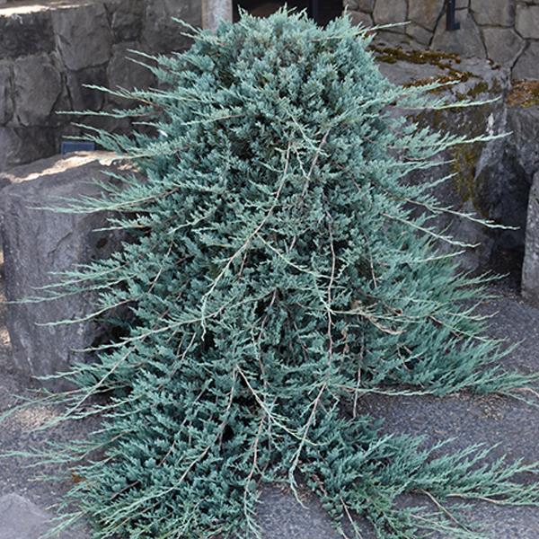 Juniper Blue Rug - 1c