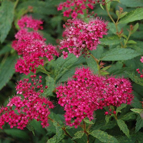 Spirea Neon - 3c