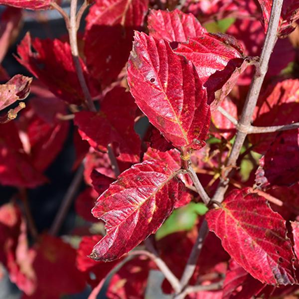 Viburnum Chicago Lustre - 3c