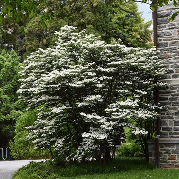 Viburnum Summer Snowflake - 3c