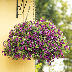 Hanging Baskets