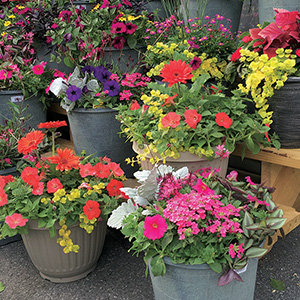 Flowering Container Gardens