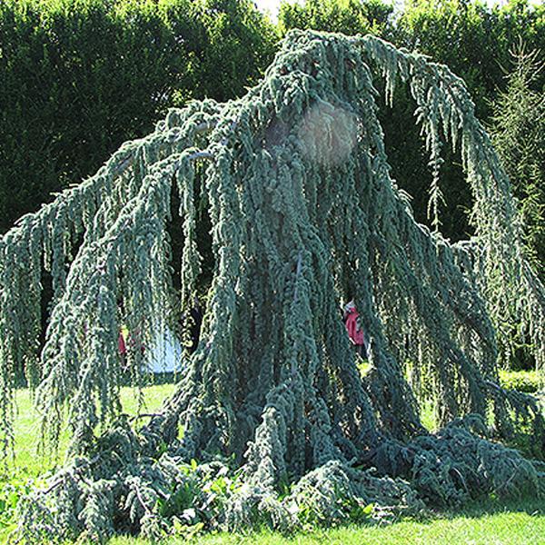 Cedar Weeping Blue Atlas - 5c