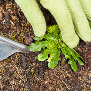 Insect & Weed Control