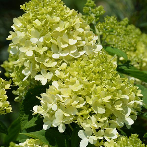 Hydrangea Paniculata Little Lime - 3c