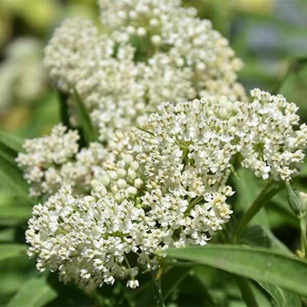 Asclepias Ice Ballet - 1c