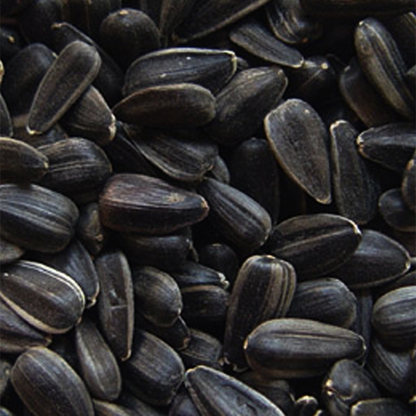 Dark Oil Sunflower&nbsp;&nbsp;- 40 lb