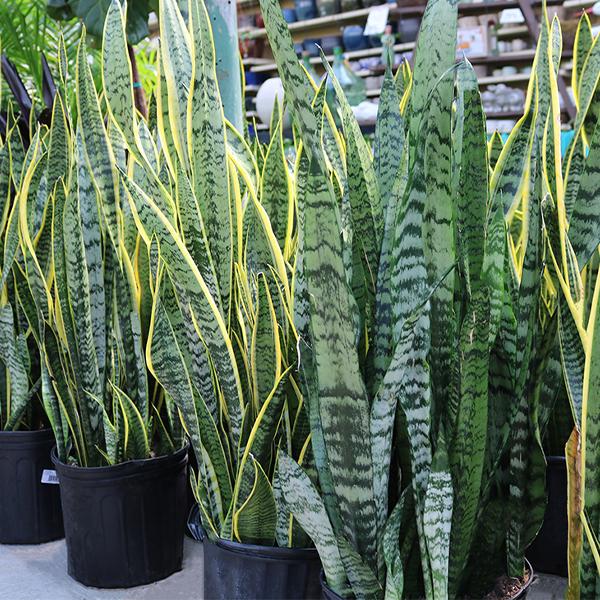 Sansevieria Asst - 10in