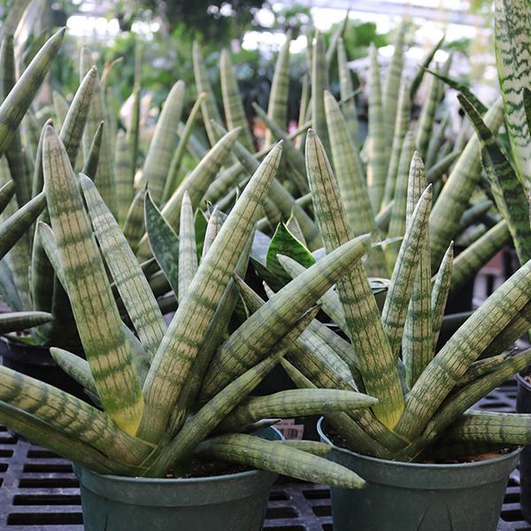 Sansevieria Cylindrica - 4in