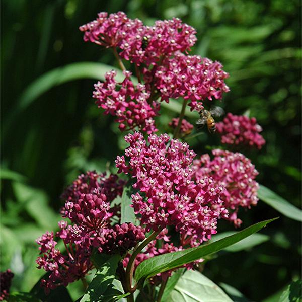 Asclepias Incarnata (Pink) - 1c