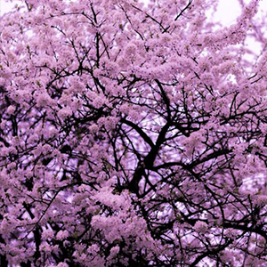 Flowering Shrubs