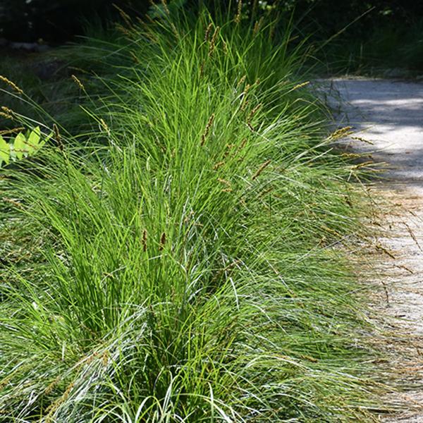 Autumn Moor Grass - 1c