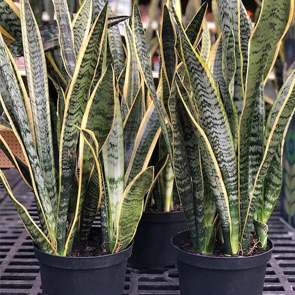 Sansevieria - 6in