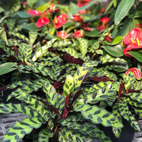 Calathea - 6in