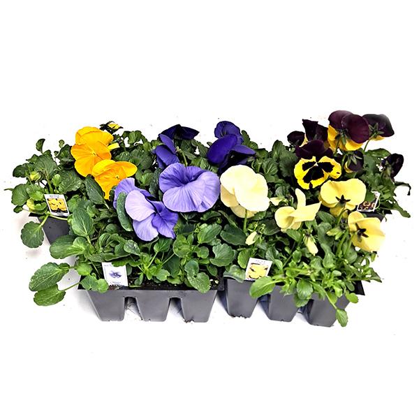  Colorful Pansies - 6 pack 