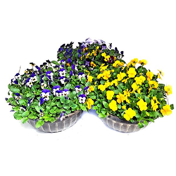  Colorful Pansy Bowl Planter - 12 in