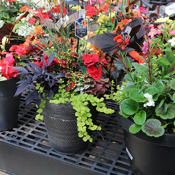 Premium Mixed Planter - 12in