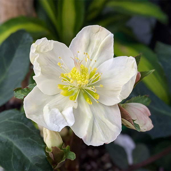 Helleborus - Lenten Rose