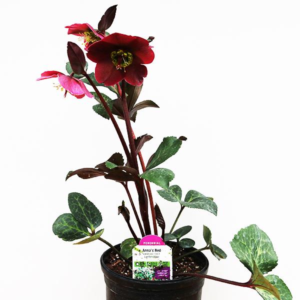 Helleborus Annas Red - 1C