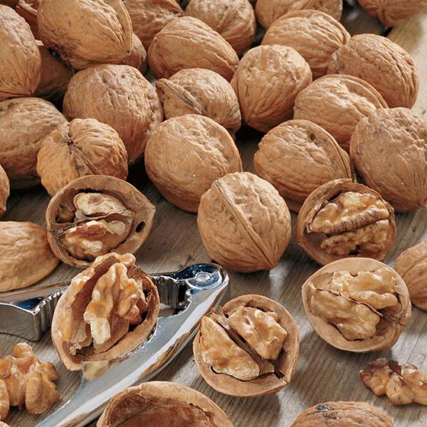 Nut - - Carpathian English Walnut 7c