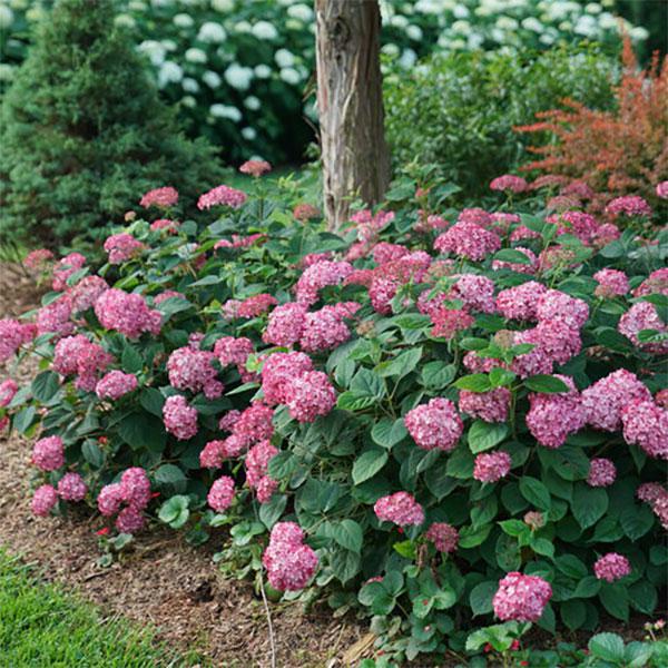 Hydrangea Arborescens Invincibelle Rub - 3c