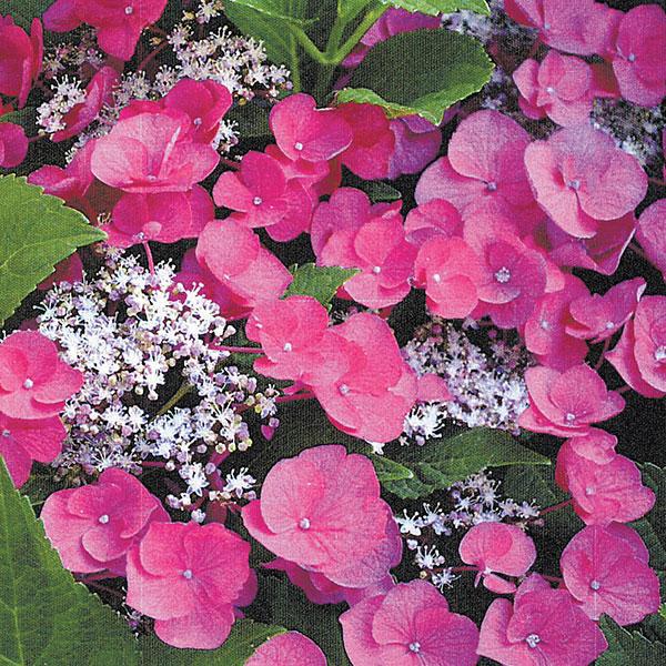 Hydrangea Macrophylla Cherry Explosion - 3c